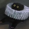 kotik6511