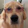 retrievinghudson