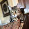 leeannkitty