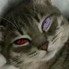 zaza.catman