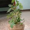 pankajpatel3370