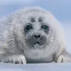 honeyvanillaseal