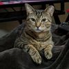 backstreetcats_5