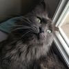 .kiwithecat