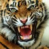 tiger_777_777