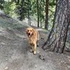 tuckerthegoldenn