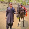 nadirpitafi15