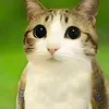 qmii.w