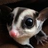 outglider