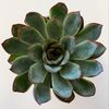 samanthapl0424