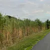 maloryblue