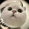 meoreview78