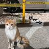 catonacidd