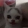 horcha.tali