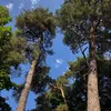 da_amina_