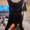 queen_of_the_realm