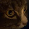 tuyet_mai_tm