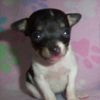 mimimmeii