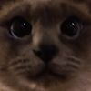 nielsnoo