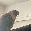 I like birds