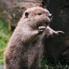 alonelybeaver