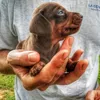 taylordoxie