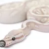 rena.21135