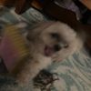 laney_5216