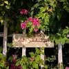 hanen__33