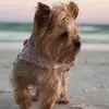 Ahri_the_yorkie