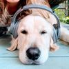 Sully the Golden Boy