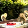 urban_squirrels