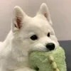 thiklumxutiktok