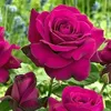 marwa_111000