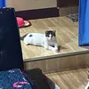 chingha5