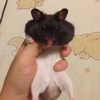 neungzpygjrr