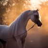 hesham_303