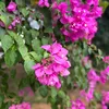ahyi055