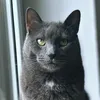 purrfecto_01