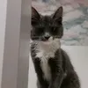 nell_848