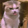 naocattocthidoiten01