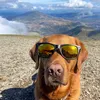 jackthegundog
