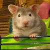 nibbler_the_hamster