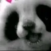 pandaty10