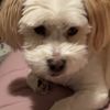 little_shrkie