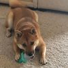 lunita_shiba