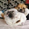 bulldogmama8484