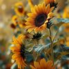 sunflower4801