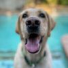 diesel_lab