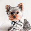 yuzutheyorkie